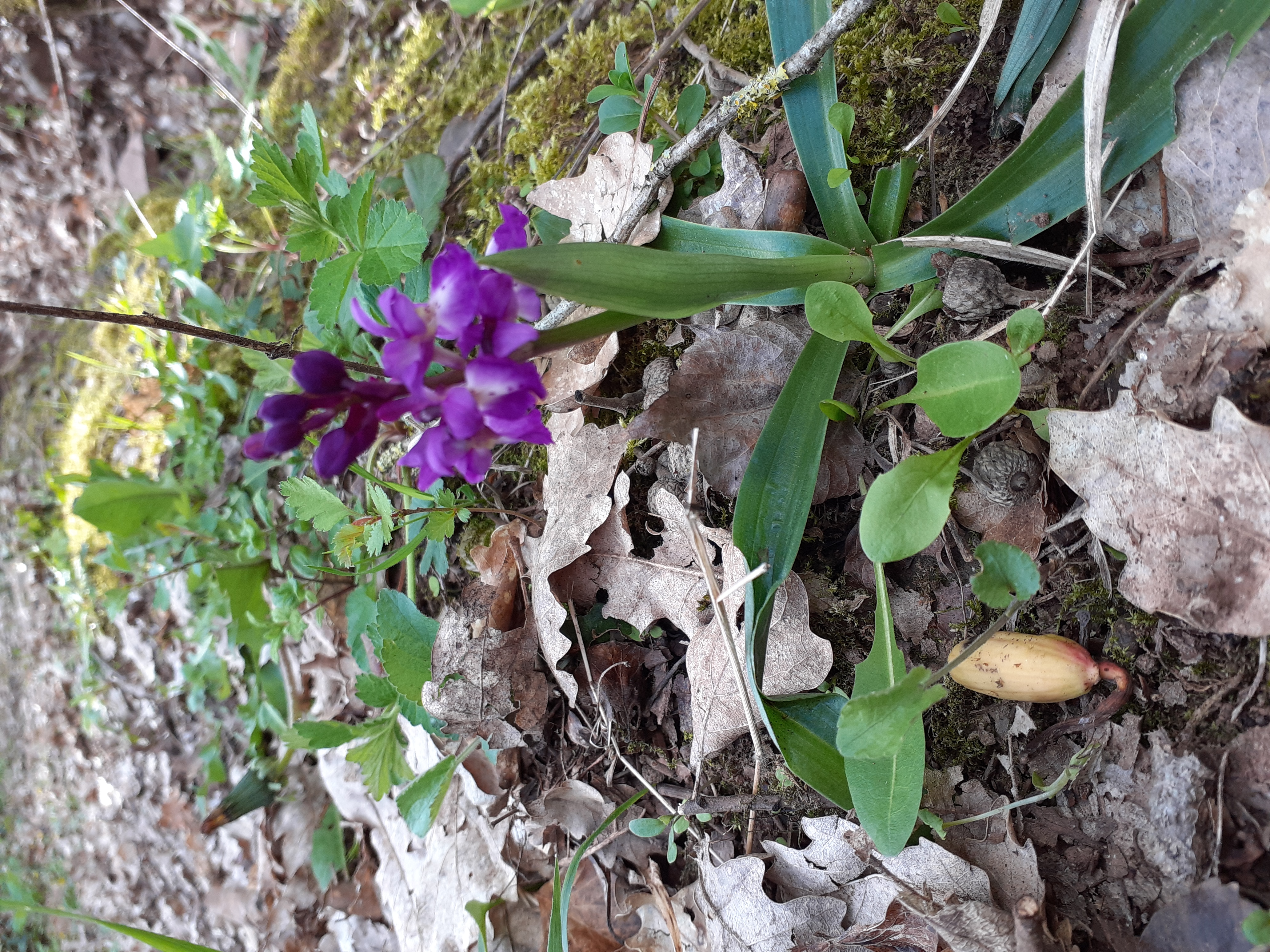 fleur chemin tarn avril 23